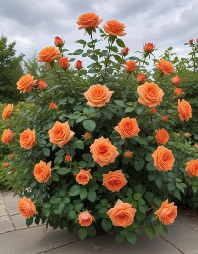 00820a rosa arbustiva - rosa,