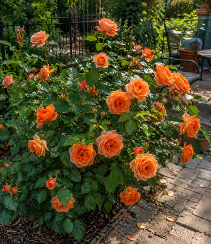 00820a rosa arbustiva - rosa,
