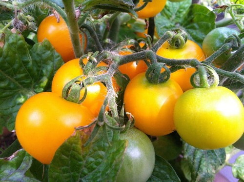 Pomodoro selvatico boliviano - ,